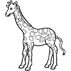 Coloriage Girafe debout