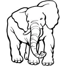 Coloriage Éléphant vu de face