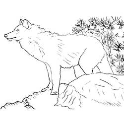 Coloriage Loup debout sur un rocher