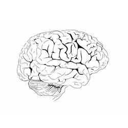 Coloriage Cerveau Humain #185393 à imprimer et colorier