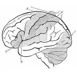 Coloriage Cerveau Humain #185394 à imprimer et colorier