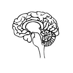 Coloriage Cerveau Humain #185396 à imprimer et colorier