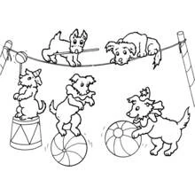 Coloriage Acrobate chiens réalisant des numéros de cirque