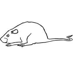 Coloriage Rat au long queue