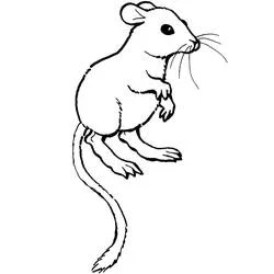 Coloriage Petit rat assis avec une longue queue