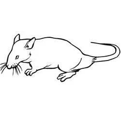 Coloriage Rat debout sur ses quatre pattes