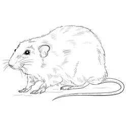 Coloriage Rat réaliste debout de profil