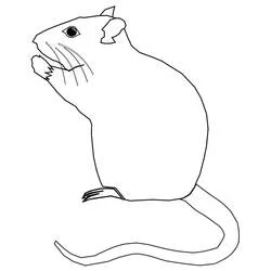 Coloriage Rat assis en train de grignoter