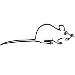 Coloriage Un rat au long museau