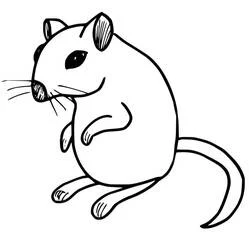 Coloriage Rat assis sur ses pattes arrière