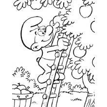 Coloriage Schtroumpf cueillant des pommes sur une échelle
