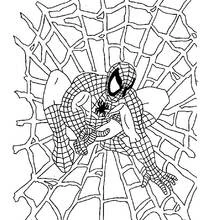 Coloriage Spider-Man accroupi sur une toile