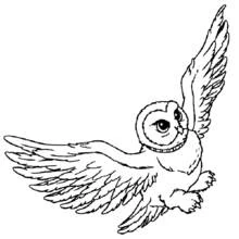 Coloriage Hedwige la chouette en plein vol