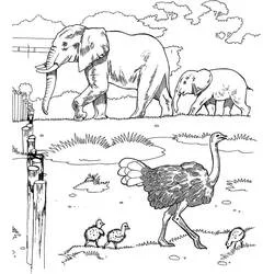 Coloriage Éléphants et famille d'autruches dans la savane