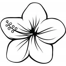 Coloriage Fleur d'hibiscus à cinq pétales