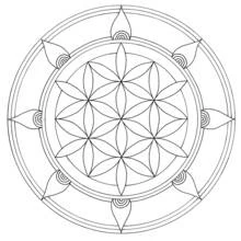 Coloriage Mandala fleur de vie