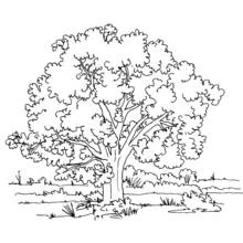 Coloriage Grand arbre au feuillage dense dans un champ