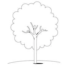 Coloriage Arbre avec une large couronne feuillue
