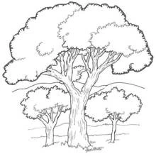 Coloriage Grand arbre au feuillage arrondi dans un paysage