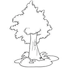 Coloriage Arbre au feuillage arrondi et généreux
