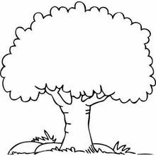 Coloriage Arbre au feuillage arrondi