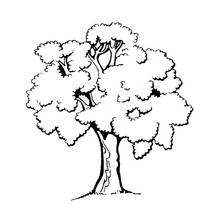 Coloriage Arbre à la large ramure feuillue