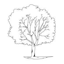 Coloriage Arbre à large feuillage rond