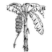 Coloriage Arbre bananier avec un régime de bananes