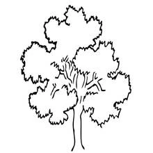 Coloriage Arbre au large feuillage arrondi