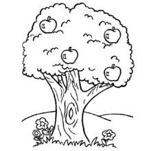 Coloriage Arbre chargé de pommes et de fleurs