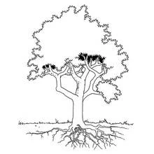 Coloriage Arbre imposant avec racines visibles