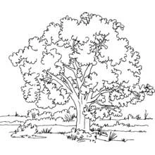 Coloriage Arbre au feuillage dense dans un champ