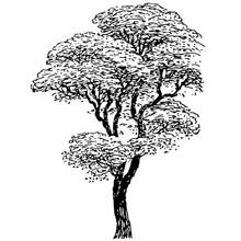 Coloriage Arbre au feuillage dense et étagé