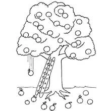 Coloriage Arbre fruitier avec une échelle pour cueillir les pommes