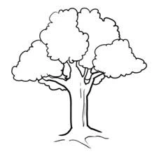 Coloriage Arbre au feuillage rond et généreux