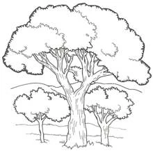 Coloriage Arbre imposant entouré de deux arbustes dans un paysage
