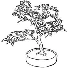 Coloriage Arbre bonzaï dans un pot plat