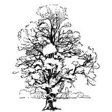 Coloriage Arbre imposant aux branches détaillées
