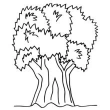 Coloriage Arbre au tronc triple et feuillage touffu