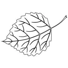 Coloriage Feuille d'arbre aux nervures détaillées