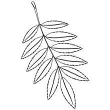 Coloriage Feuille d'arbre aux bords dentelés