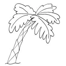Coloriage Arbre tropical penché aux larges feuilles
