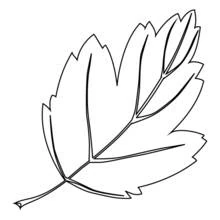 Coloriage Feuille d'arbre aux lobes pointus et nervures détaillées