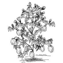 Coloriage Arbre chargé de fleurs et de capsules de coton