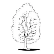 Coloriage Arbre majestueux au feuillage rond