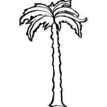 Coloriage Arbre : haut palmier aux larges feuilles