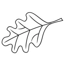 Coloriage Feuille de chêne aux nervures détaillées