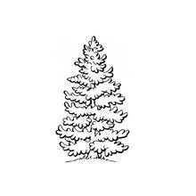 Coloriage Arbre en forme de sapin touffu