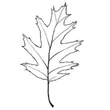 Coloriage Feuille de chêne aux lobes pointus