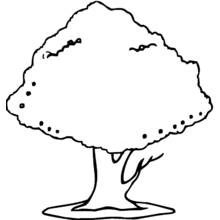 Coloriage Arbre à la large couronne feuillue